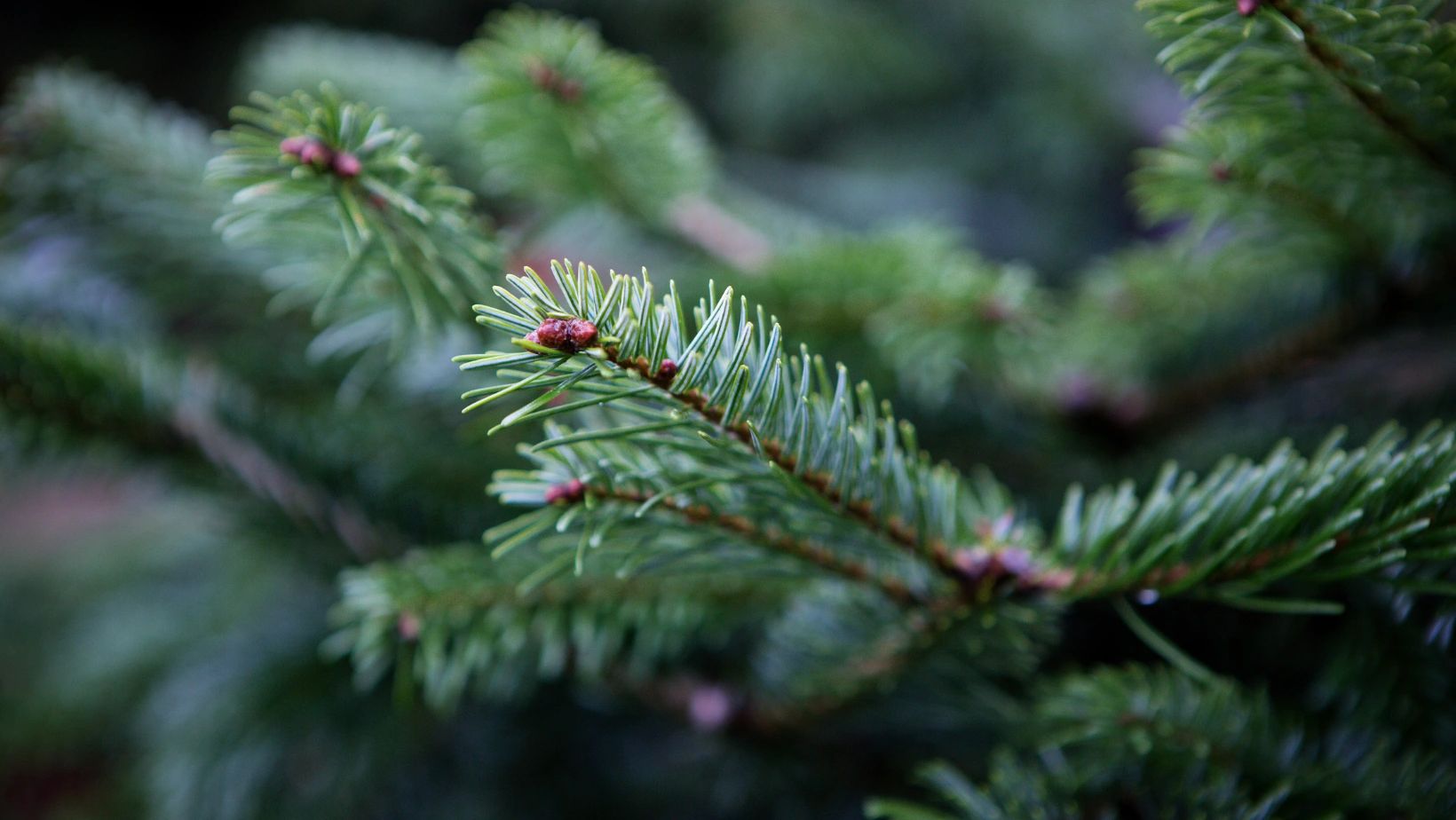 Buy Christmas Trees Yorkshire Christmas Trees York